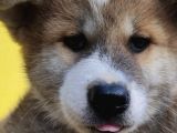 Akita