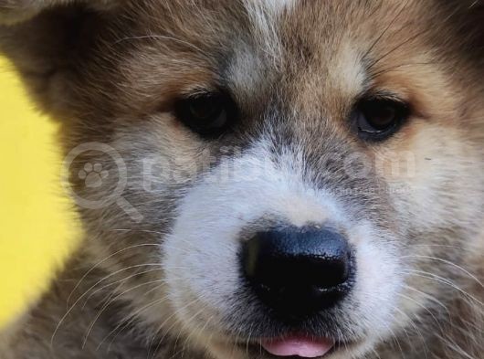 Akita görsel
