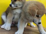 Akita