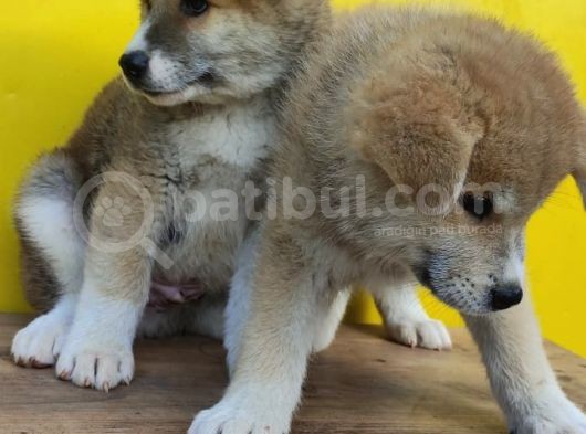 Akita görsel