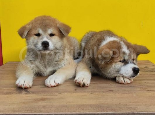 Akita İnular görsel