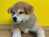 Akita İnular