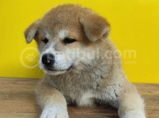 Akita İnular görsel