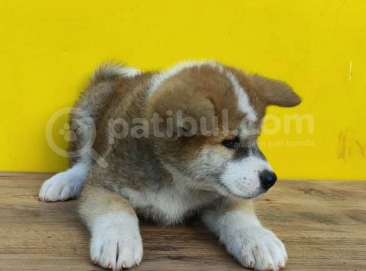 Akita İnular görsel