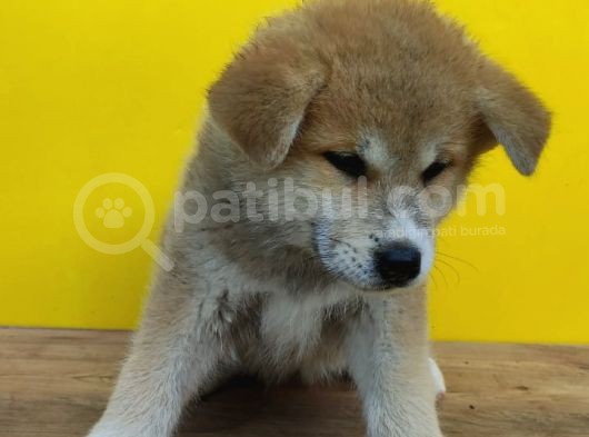 Akita İnular görsel
