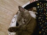 2 Aylık Shorthair Çok Tatlı