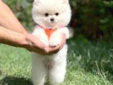 Irk Ve Sağlık Garantili Pomeranian Boo Yavrularımız