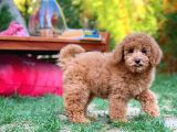 Tüy Dökmeyen Red Brown Toy Poodle Kızımız