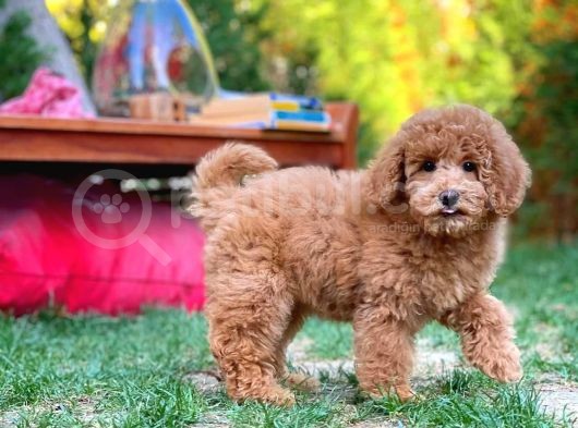 Tüy Dökmeyen Red Brown Toy Poodle Kızımız görsel