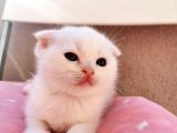 Scottish Fold