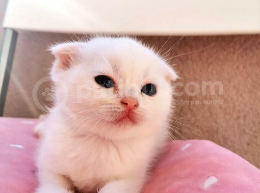 Scottish Fold