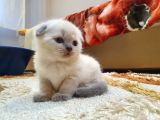 Kar Beyazi Scottish Fold