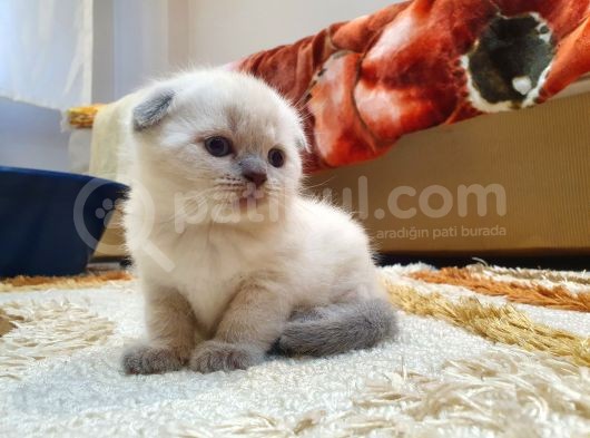 Kar Beyazi Scottish Fold görsel