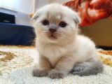 Kar Beyazi Scottish Fold