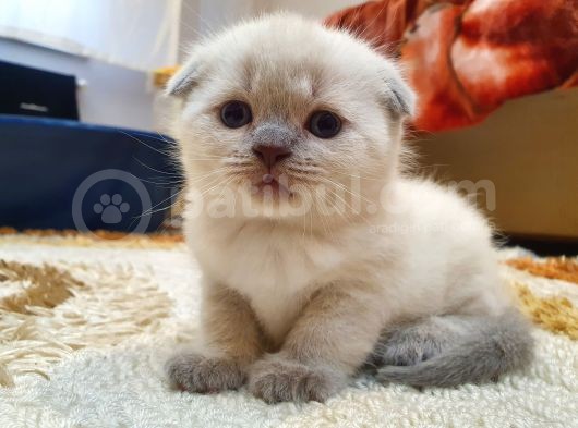 Kar Beyazi Scottish Fold görsel