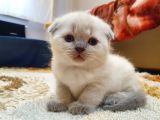Kar Beyazi Scottish Fold