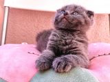 Scottish Fold