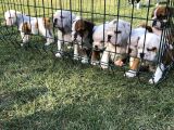 İngi̇li̇z Bulldog Yavrular