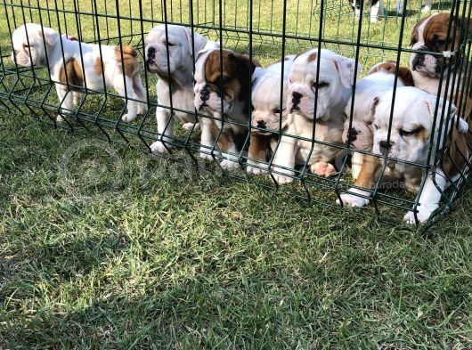 İngi̇li̇z Bulldog Yavrular görsel