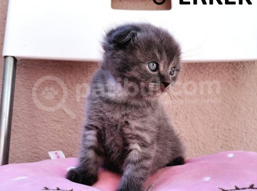 Scottish Fold görsel