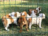 İngi̇li̇z Bulldog Yavrular