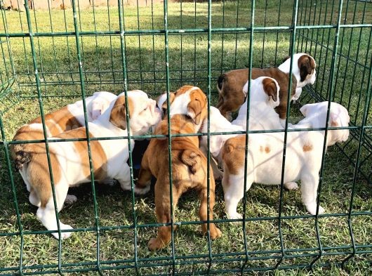 İngi̇li̇z Bulldog Yavrular