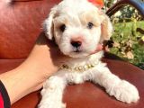 Safkan Maltipoo Yavrular