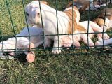 İngi̇li̇z Bulldog Yavrular