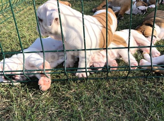 İngi̇li̇z Bulldog Yavrular görsel