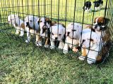 İngi̇li̇z Bulldog Yavrular