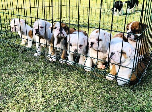 İngi̇li̇z Bulldog Yavrular görsel