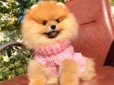 Safkan Pomeranian Boo Yavrularımız