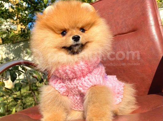 Safkan Pomeranian Boo Yavrularımız görsel