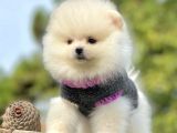 Safkan Pomeranian Boo Yavrularımız