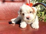 Safkan Maltipoo Yavrular