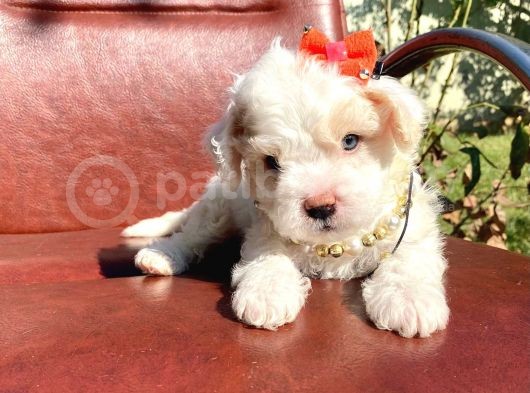 Safkan Maltipoo Yavrular görsel