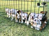 İngi̇li̇z Bulldog Yavrular
