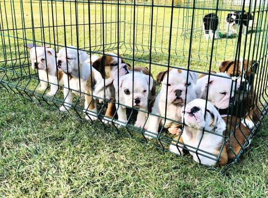 İngi̇li̇z Bulldog Yavrular görsel