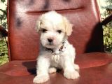 Safkan Maltipoo Yavrular