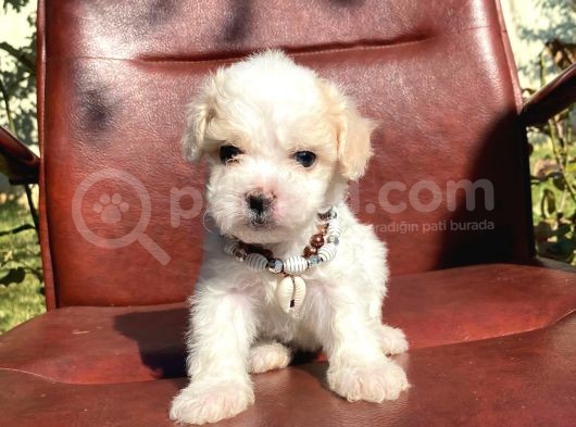 Safkan Maltipoo Yavrular görsel