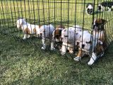 İngi̇li̇z Bulldog Yavrular
