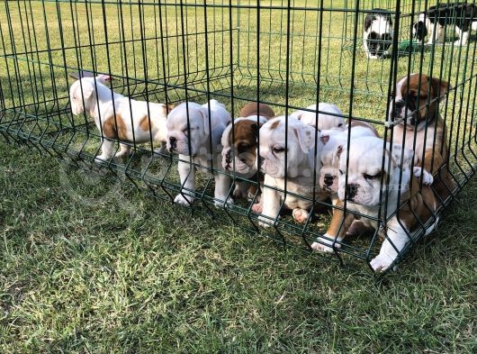 İngi̇li̇z Bulldog Yavrular görsel