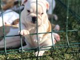 İngi̇li̇z Bulldog Yavrular