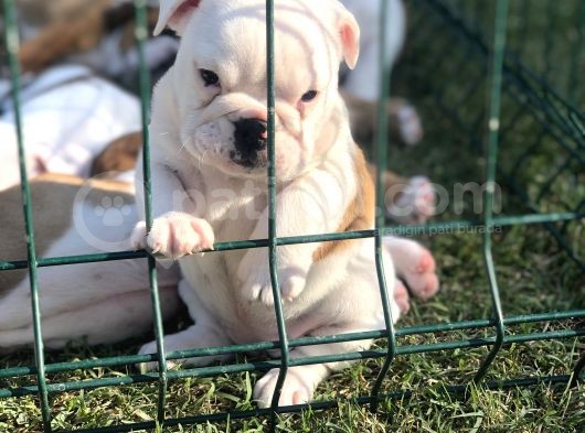 İngi̇li̇z Bulldog Yavrular görsel