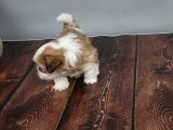 Tüy Dökmeyen  2 Aylik Erkek Shih Tzu  Yavrular