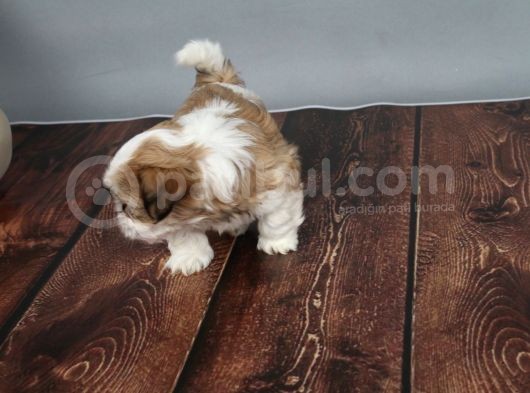 Tüy Dökmeyen  2 Aylik Erkek Shih Tzu  Yavrular görsel