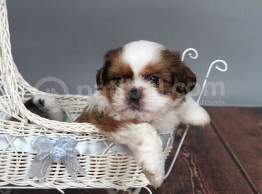 Tüy Dökmeyen  2 Aylik Erkek Shih Tzu  Yavrular