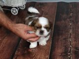 Tüy Dökmeyen  2 Aylik Erkek Shih Tzu  Yavrular