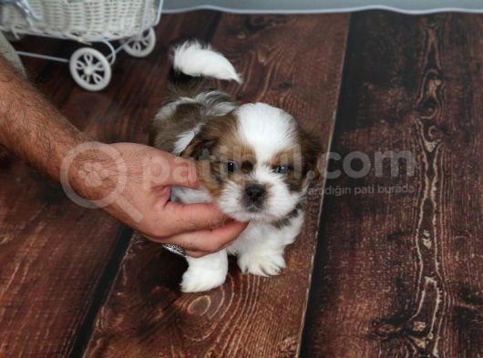 Tüy Dökmeyen  2 Aylik Erkek Shih Tzu  Yavrular görsel