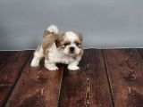 Tüy Dökmeyen  2 Aylik Erkek Shih Tzu  Yavrular
